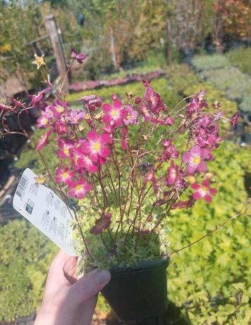 Saxifragia 'carpet pink'  beschikbaar voor biedingen