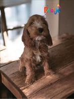 Prachtige mini doodle pups cockapoo, Dieren en Toebehoren, Poedel, CDV (hondenziekte), 8 tot 15 weken, Meerdere