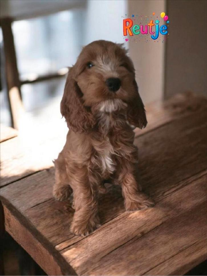 Prachtige mini doodle pups cockapoo, Dieren en Toebehoren, Honden | Chihuahua's en Gezelschapshonden, Meerdere dieren, Poedel