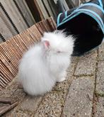 Prachtige raszuivere teddy dwergje, Dieren en Toebehoren, Vrouwelijk, Dwerg