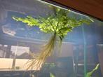 Ceratopteris Cornuta (Drijf of vast), Ophalen, Zo goed als nieuw, Plant(en), Steen of Hout