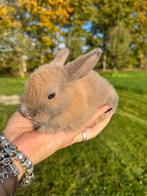 Hangoor rammetje, Mannelijk, Groot, Hangoor