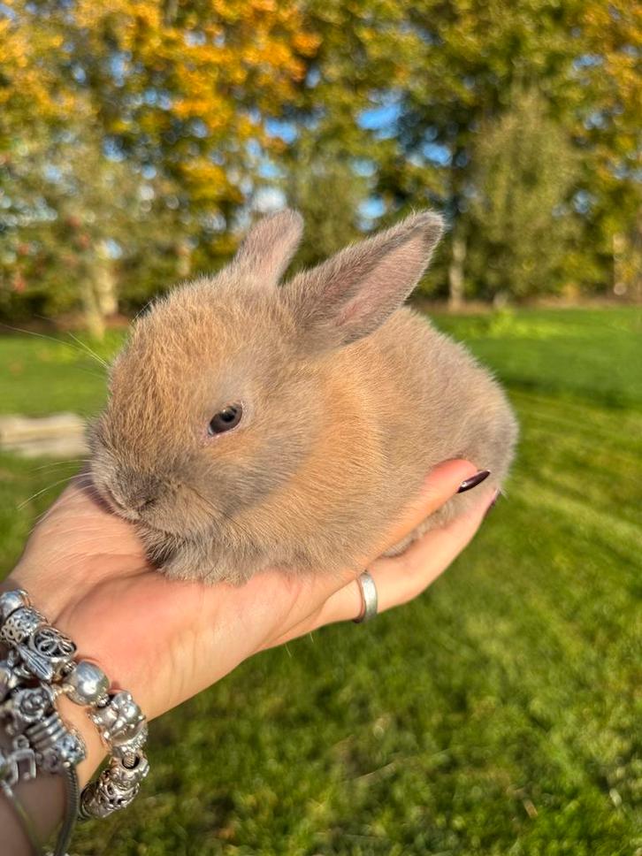 Hangoor rammetje, Dieren en Toebehoren, Konijnen, Groot, Mannelijk, Hangoor