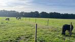 weide en paddock plek met schuilstal, Dieren en Toebehoren, Stalling en Weidegang, 2 of 3 paarden of pony's
