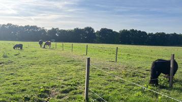 weide en paddock plek met schuilstal beschikbaar voor biedingen