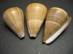 Schelpen: Conus figulinus  Linnaeus,  1758., Verzamelen, Mineralen en Fossielen, Ophalen of Verzenden, Schelp(en)