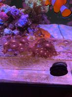 alien explosion zoanthus button koraal stekje, Dieren en Toebehoren, Vissen | Aquariumvissen
