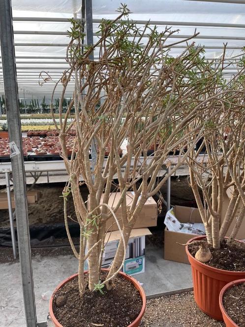 Euphorbia Balsamifera tolale hoogte 70-80 cm potmaat 25 cm. , Huis en Inrichting, Kamerplanten, Overige soorten, Minder dan 100 cm