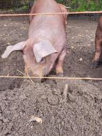 Tw koop Husumer  Deense Duroc biggen, Dieren en Toebehoren, Schapen, Geiten en Varkens