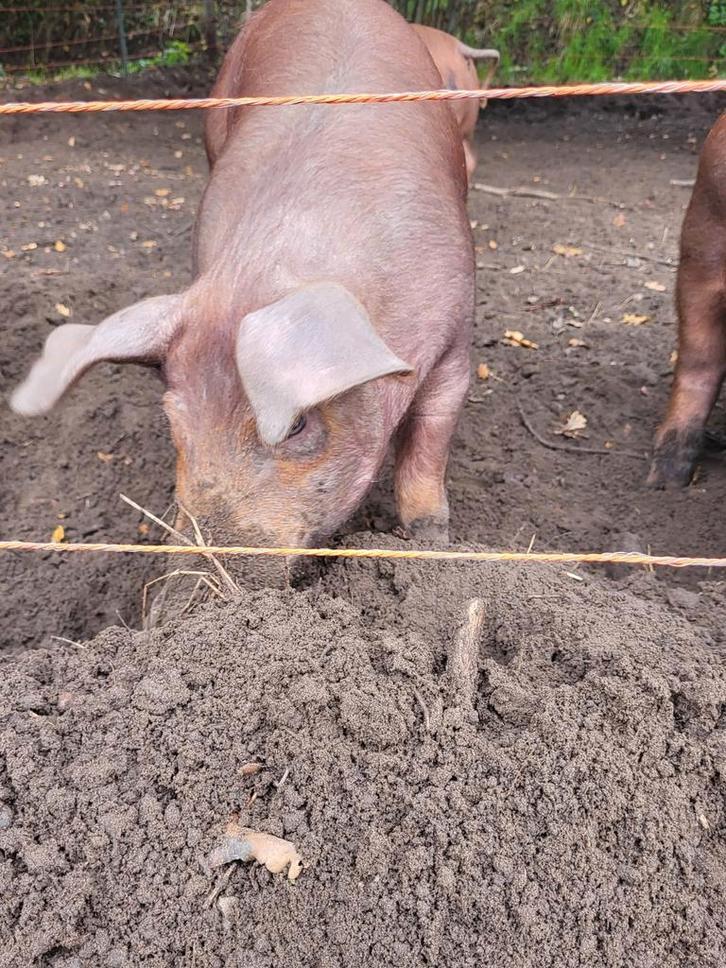 Tw koop Husumer  Deense Duroc biggen, Dieren en Toebehoren, Schapen, Geiten en Varkens