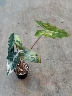 Alocasia Pseudo Sandriana Pink variegata, Huis en Inrichting, Kamerplanten, Ophalen of Verzenden, Halfschaduw, Minder dan 100 cm