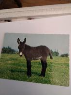 EZELTJE IN DE WEI, Ophalen of Verzenden, Zo goed als nieuw, Beeldje of Figuurtje