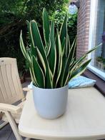 Sansevieria (Vrouwentong), Ophalen, Overige soorten, Minder dan 100 cm