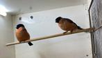 4 goudvink noordse mannen, Mannelijk, Wildzangvogel, Geringd