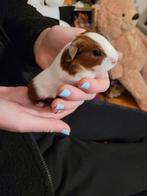 2 cavia beren ze mogen alleen samen weg, Dieren en Toebehoren, Knaagdieren, Cavia, Mannelijk, Tam, Oktober