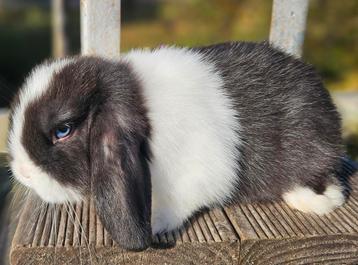 3 mooie tamme nhd rammetjes beschikbaar voor biedingen