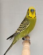 Grasparkieten parkietjes, Dieren en Toebehoren, Vogels | Parkieten en Papegaaien, Meerdere dieren, Parkiet