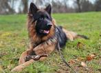 Langstokhaar Duitse Herder reu te koop aangeboden, Rabiës (hondsdolheid), Reu, 1 tot 2 jaar, Eén hond