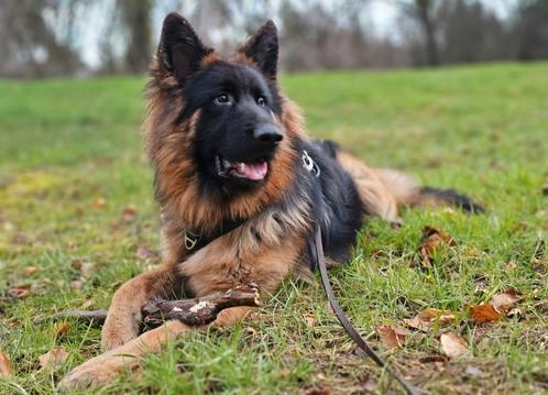 Langstokhaar Duitse Herder reu te koop aangeboden, Dieren en Toebehoren, Honden | Herdershonden en Veedrijvers, Reu, Herder, Particulier