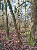 Bomen voor haardhout gezocht., Minder dan 3 m³, Ophalen of Verzenden, Stammen