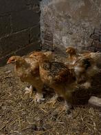 brahma hennen, Dieren en Toebehoren, Vrouwelijk, Kip