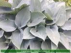 Hartlelie Hosta Halcyon, Tuin en Terras, Ophalen of Verzenden, Zomer, Overige soorten, Halfschaduw