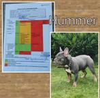 franse bulldog dekreu blue-ta stamboom blueredfawn-blue tan, Rabiës (hondsdolheid), Reu, 1 tot 2 jaar, Meerdere