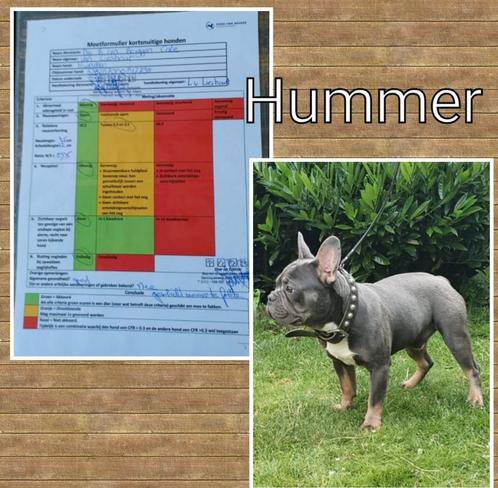 franse bulldog dekreu blue-tan stamboom, Dieren en Toebehoren, Honden | Dekreuen, Reu, Particulier, Meerdere, Nederland, 1 tot 2 jaar