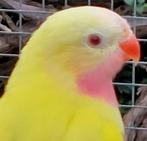GEVRAAGD:, Dieren en Toebehoren, Vogels | Parkieten en Papegaaien, Meerdere dieren, Parkiet, Geringd