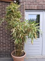 Grote bamboe Fargesia, Tuin en Terras, Planten | Tuinplanten, Vaste plant, Bloeit niet, Halfschaduw, Ophalen