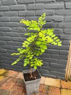 Acasia boom 70cm, Tuin en Terras, Planten | Bomen, Overige soorten, Minder dan 100 cm, Zomer, Ophalen