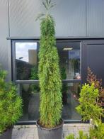 Sequoiadendron gig.Pendulum, Bloeit niet, Overige soorten, 250 tot 400 cm, Ophalen