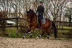 Unieke kans!  5-jarige For Ferrero en 3- jarige Mc Laren, Dieren en Toebehoren, Merrie, Gechipt, M, Dressuurpaard