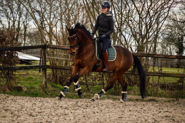 Unieke kans!  5-jarige For Ferrero x Ferdinand, Dieren en Toebehoren, Paarden, Merrie, M, 3 tot 6 jaar, Dressuurpaard, Met stamboom