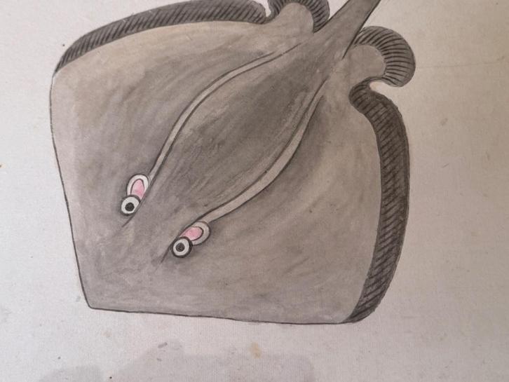 Tekening Vis Japans >> Edo / Meiji periode 1868-1912, Antiek en Kunst, Kunst | Etsen en Gravures, Ophalen of Verzenden