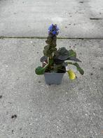 Ajuga Atropurpurea - Kruipend Zenegroen, Ophalen, Bodembedekkers, Vaste plant, Halfschaduw