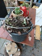 Aardbeienplanten, Ophalen, Volle zon