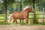 Lieve schwarzwälder Fuchs merrie te koop, Dieren en Toebehoren, Paarden, Merrie, Minder dan 160 cm, B, 3 tot 6 jaar