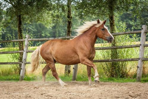 Lieve schwarzwälder Fuchs merrie te koop, Dieren en Toebehoren, Paarden, Merrie, B, Minder dan 160 cm, 3 tot 6 jaar, Recreatiepaard