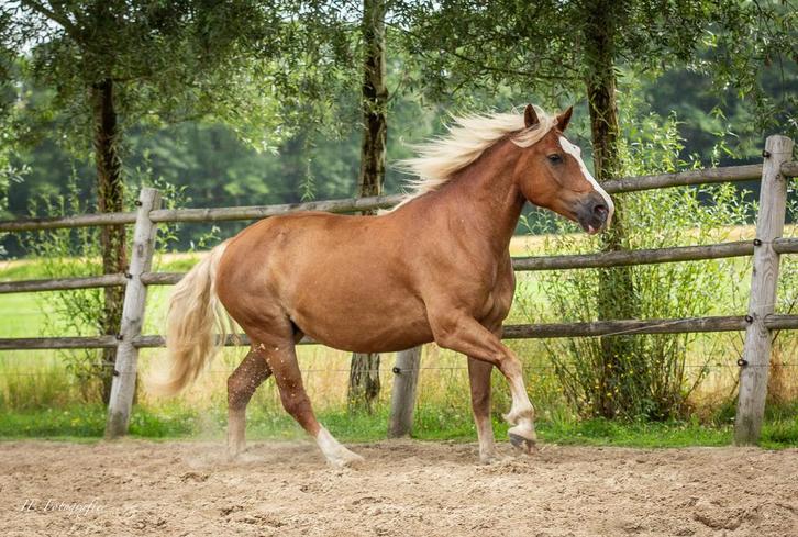 Lieve schwarzwälder Fuchs merrie te koop, Dieren en Toebehoren, Paarden, Merrie, B, Minder dan 160 cm, 3 tot 6 jaar, Recreatiepaard
