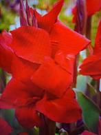 Canna bollen, Tuin en Terras, Bloembollen en Zaden, Ophalen of Verzenden, Volle zon, Knol