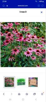 Paars/Roze zonnehoed stekken, Tuin en Terras, Planten | Tuinplanten, Ophalen, Zomer, Overige soorten, Volle zon