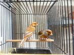 Agaat Kanaries koppel, Dieren en Toebehoren, Vogels | Kanaries, Meerdere dieren, Kleurkanarie