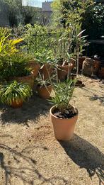 Prachtige oleander in grote terracotta pot, Overige soorten, Ophalen, Bloeit niet, Volle zon