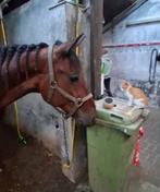 Gezocht, pensionstalling omgeving Wierden / Twenterand, Dieren en Toebehoren, Stalling en Weidegang, Weidegang, 1 paard of pony