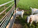 Te koop Boergeit, Dieren en Toebehoren, Mannelijk, Geit, 0 tot 2 jaar