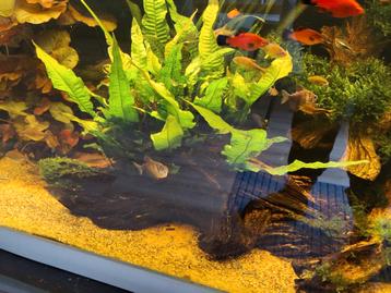 Aquarium planten aqaurium inrichting tropenwortelhout  beschikbaar voor biedingen