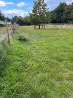 ️ Stalling & Weidegang te huur – paarden en pony’s, Dieren en Toebehoren, Weidegang, 4 paarden of pony's of meer