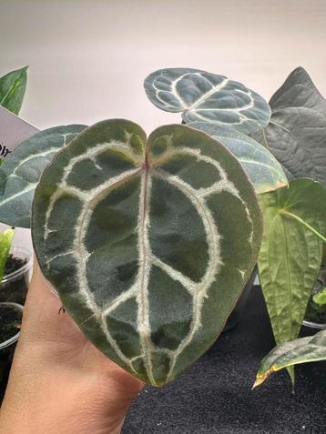 Anthurium docblock michelle beschikbaar voor biedingen