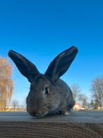 Vlaamse reus x dwerg konijn, Dieren en Toebehoren, Konijnen, Vrouwelijk, Groot